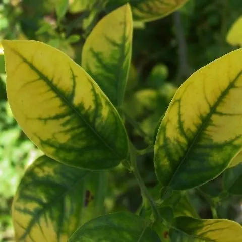 thumbnail for publication: Boron (B) and Chlorine (Cl) for Citrus Trees